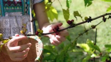 Kahve Tayland 'ın dağlık kesimlerinde bir nakit mahsulüdür..