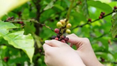 Kahve Tayland 'ın dağlık kesimlerinde bir nakit mahsulüdür..