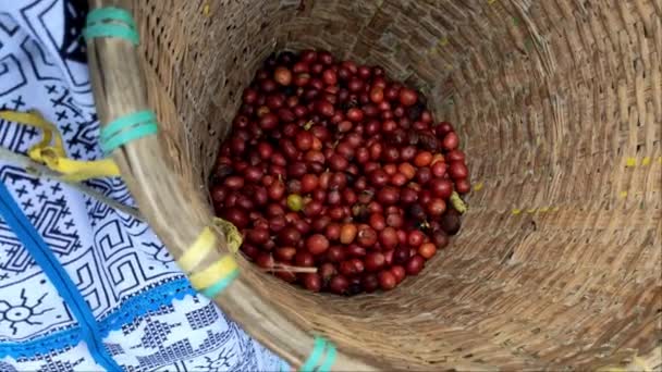 Καφές Είναι Μια Καλλιέργεια Μετρητών Στα Υψίπεδα Της Ταϊλάνδης — Αρχείο Βίντεο