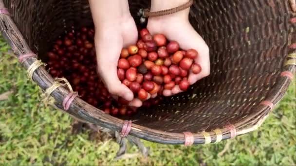 Kahve Tayland Dağlık Kesimlerinde Bir Nakit Mahsulüdür — Stok video