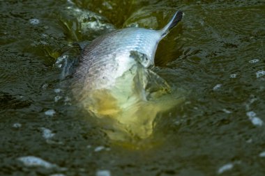 Deniz kabuğunun yüzeyi balıkçılık turnuvasında oltaya geldi.