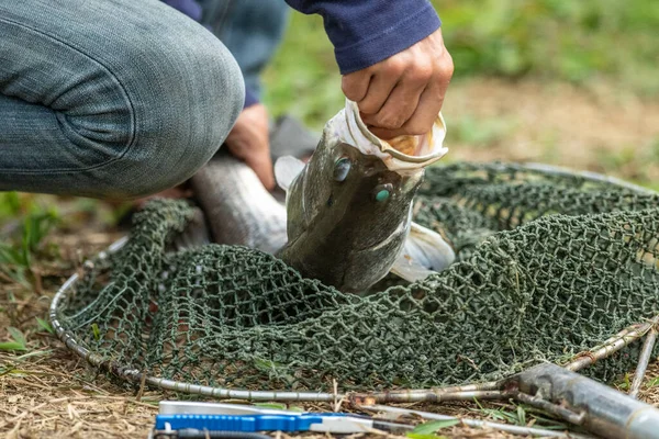 Der Fischer Benutzt Eine Fischzange Drückt Und Entfernt Die Haken — Stockfoto
