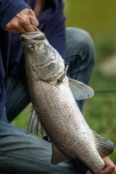 Fisherman Use Fishing Pliers Squeeze Remove Hooks Form Sea Bass — Stock Photo, Image