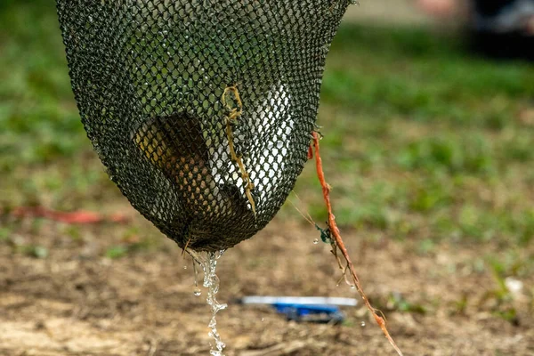 Pescador Usa Balanço Para Colher Peixes Fora Lagoa — Fotografia de Stock