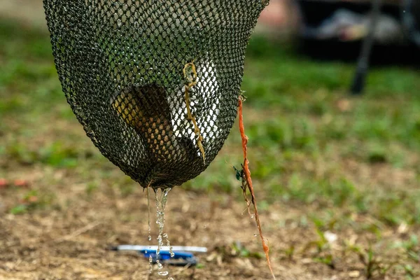 Рыбак Использует Качели Вытащить Рыбу Пруда — стоковое фото
