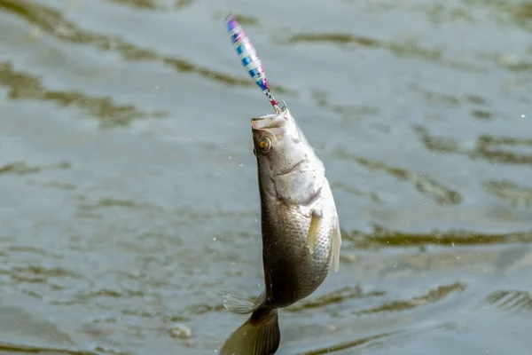 Ytbehandling Havsabborre Wheb Det Slog Till Betet Fisketurneringen — Stockfoto