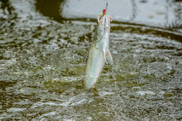 Ytbehandling Havsabborre Wheb Det Slog Till Betet Fisketurneringen — Stockfoto