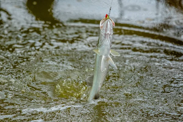 การกระท วของ Seabass Winne เหย อในการแข นการประมง — ภาพถ่ายสต็อก