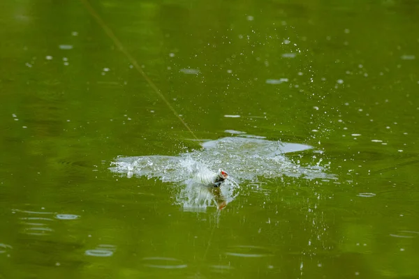 Oppervlakte Actie Van Seabass Wheb Het Getroffen Aan Het Aas — Stockfoto