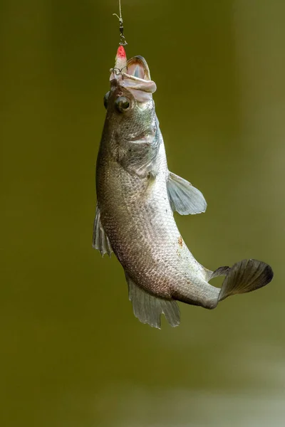 Surface Action Seabass Wheb Hit Bait Fishing Tournament — Stock Photo, Image