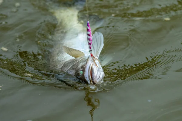 Action Surface Seabass Wheb Frappé Appât Dans Tournoi Pêche — Photo