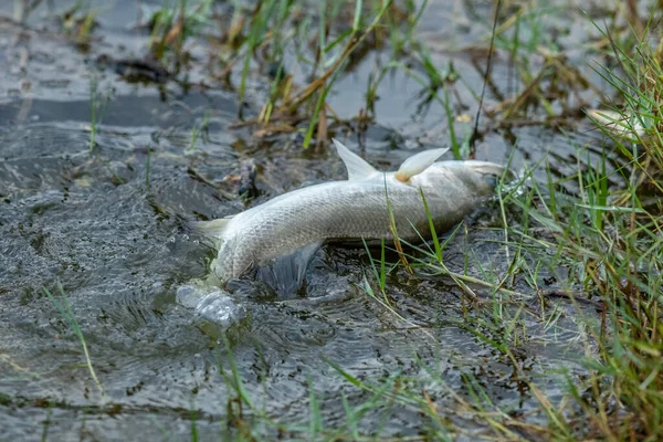 Ytbehandling Havsabborre Wheb Det Slog Till Betet Fisketurneringen — Stockfoto