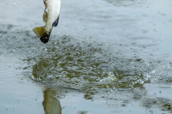 Ytbehandling Havsabborre Wheb Det Slog Till Betet Fisketurneringen — Stockfoto