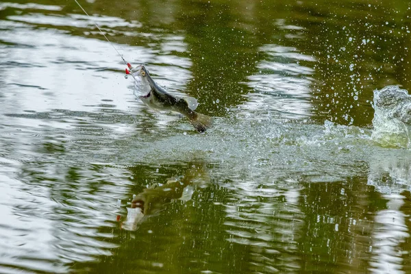 Ytbehandling Havsabborre När Den Träffade Betet Fisketurneringen — Stockfoto