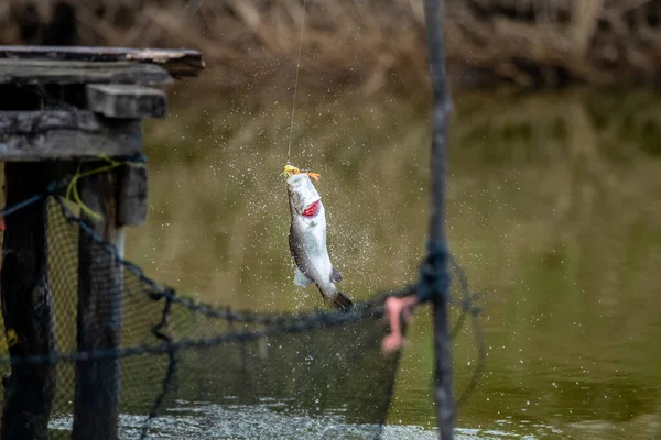 Ytbehandling Havsabborre När Den Träffade Betet Fisketurneringen — Stockfoto