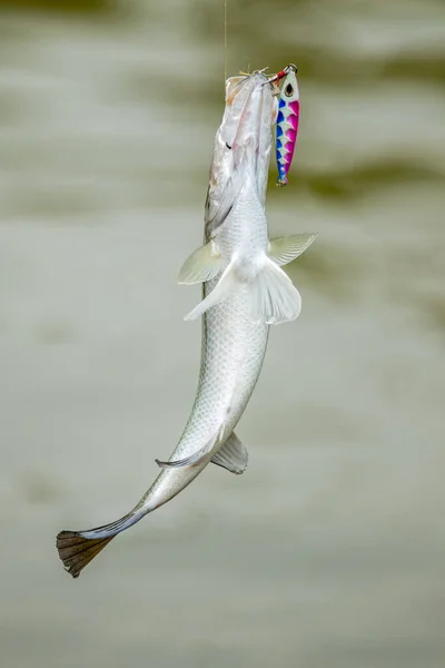 Surface Action Sea Bass Hit Bait Fishing Tournament — Stock Photo, Image