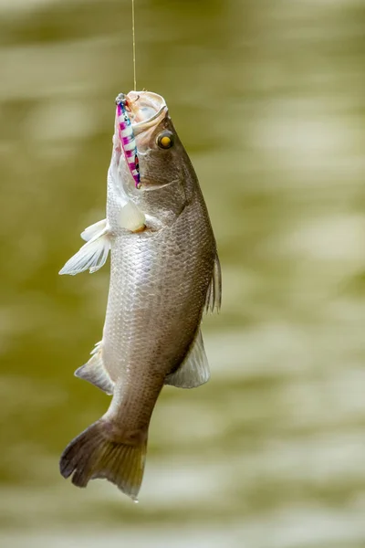 Surface Action Sea Bass Hit Bait Fishing Tournament — Stock Photo, Image