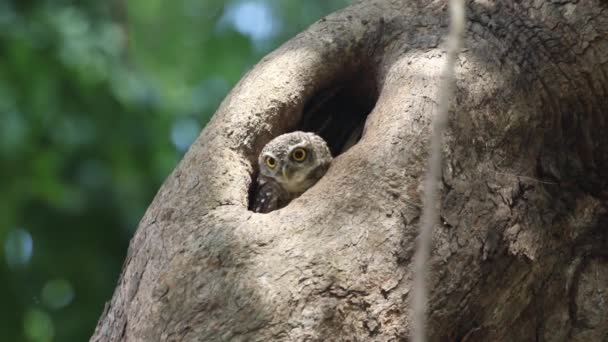 Sluitingsschot Van Gevlekte Uil Uil — Stockvideo