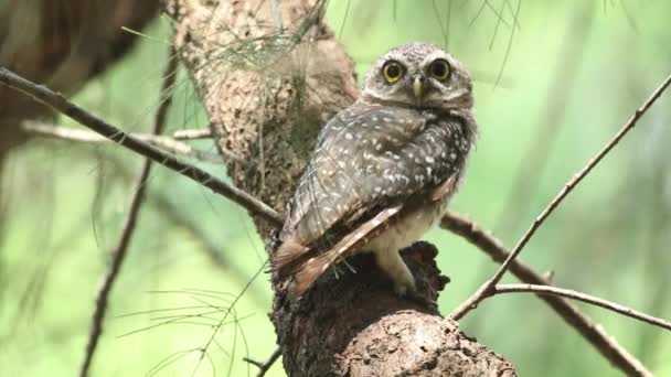 Κοντινό Πλάνο Του Spotted Owl Owlet — Αρχείο Βίντεο