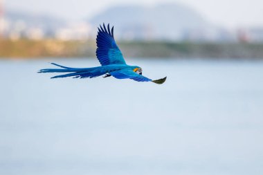 Blue-and-yellow macaw in flying action