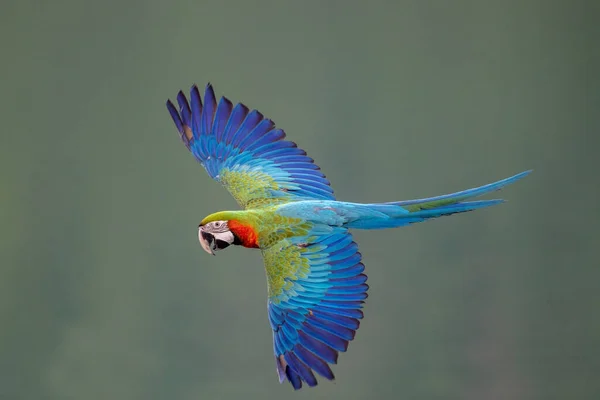 Blue Yellow Macaw Flying Action — 图库照片