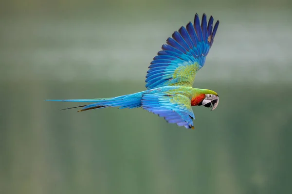 Blue-and-yellow macaw in flying action