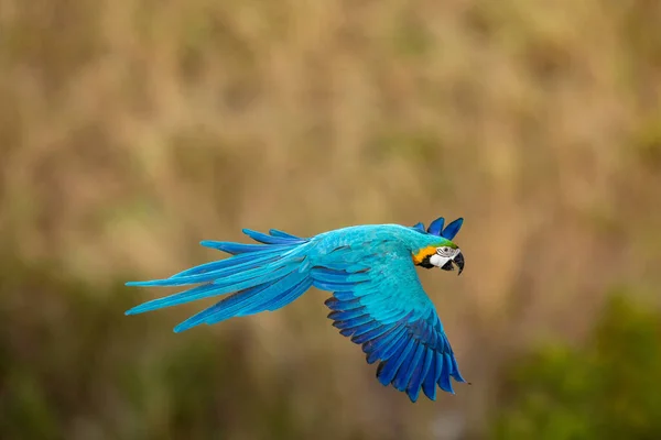 Blue Yellow Macaw Flying Action —  Fotos de Stock