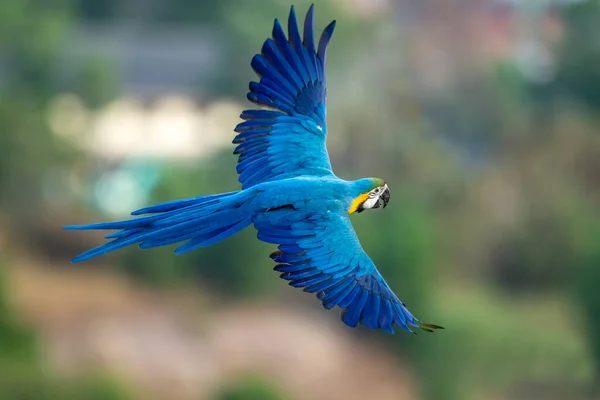 Blue Yellow Macaw Flying Action — Fotografia de Stock