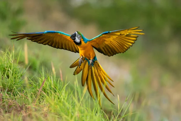 Blue-and-yellow macaw in flying action