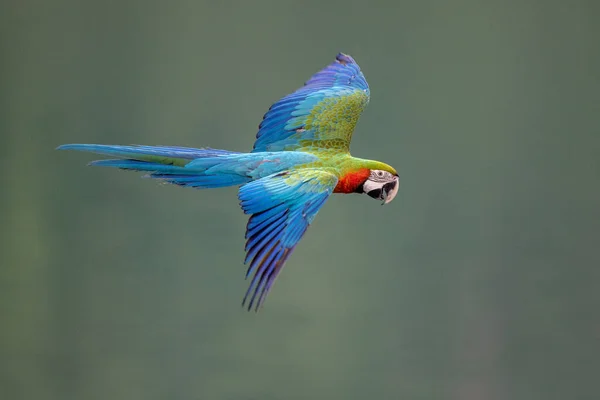 Blue Yellow Macaw Flying Action Fotos de stock