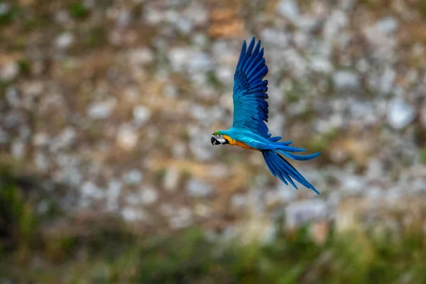 Blue Yellow Macaw Flying Action Stockbild