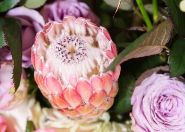 Deneyimli bir çiçekçi tarafından toplanan bir hediye için güzel, parlak bir buket taze gül.