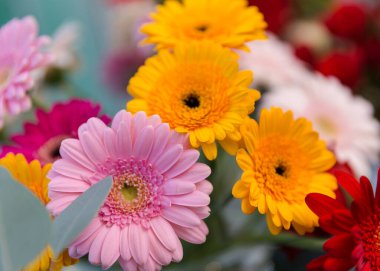 Deneyimli bir çiçekçi tarafından toplanan bir hediye için güzel, parlak bir buket taze gerbera.