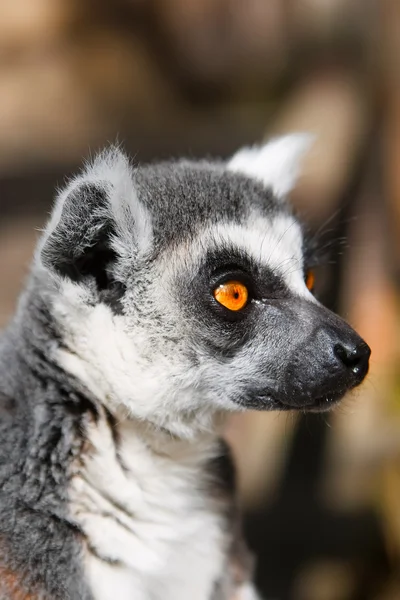 Lemur_ som att uttråkad — Stockfoto