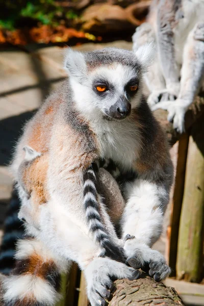 Lemur sedící na stromě — Stock fotografie