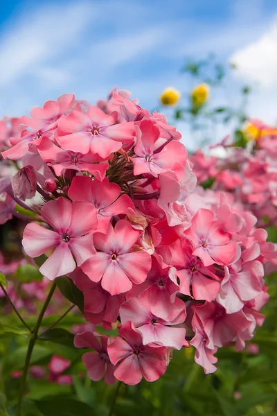 Pink phlox on a background of blue sky — Stock Photo, Image