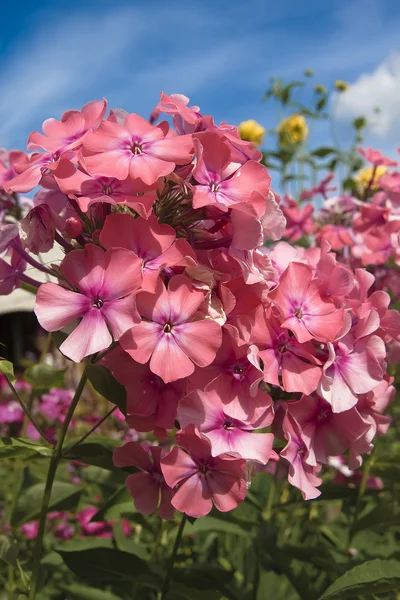 Pink phlox — Stock Photo, Image