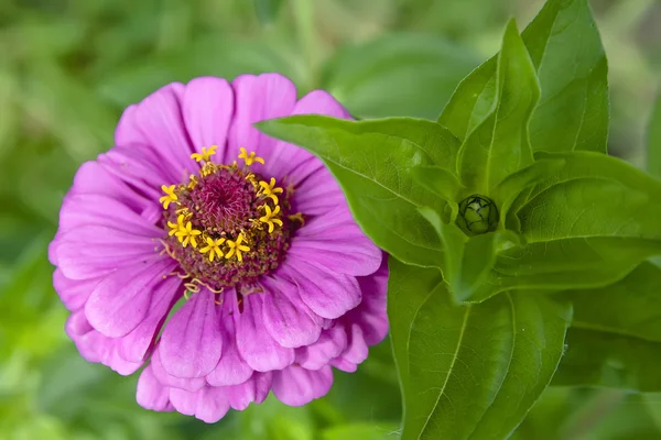 Flor en el jardín - Zinnia — Foto de Stock