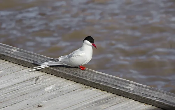 Tern. — Fotografia de Stock