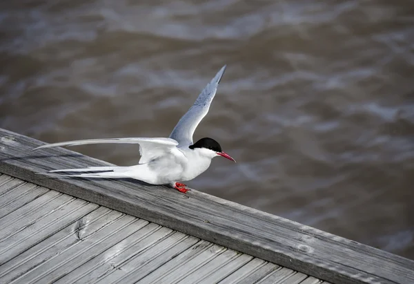 Aves marinhas - Tern — Fotografia de Stock
