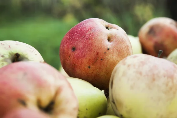 Ripe apples Stock Image