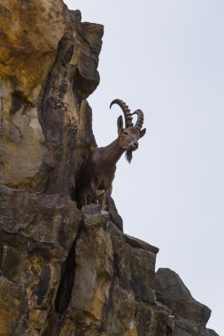 dağ keçisi rock ledge üzerinde