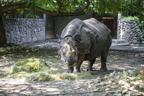 Rinoceronte mastiga grama — Fotografia de Stock