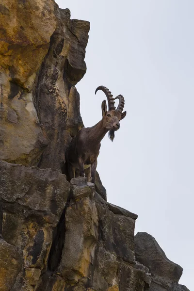 Cabra de montaña en la cornisa de roca — Foto de Stock