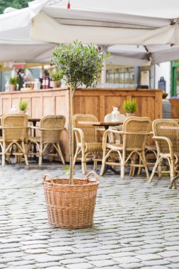 küçük zeytin ağacı