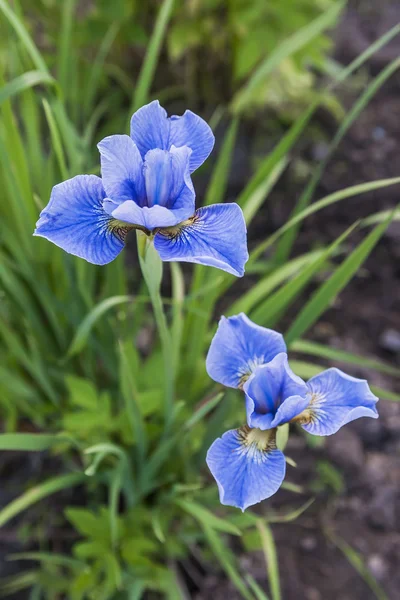 Iris bleu sur fond d'herbe verte — Photo