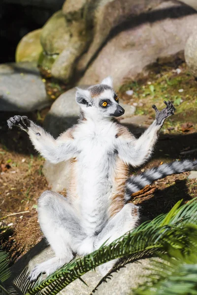 Gee - lemur — Stockfoto