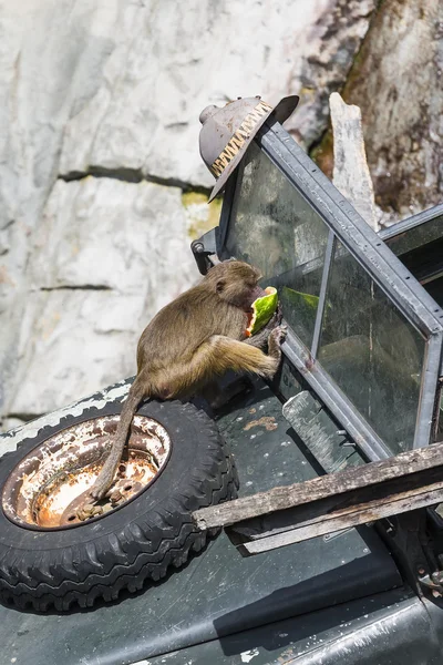 Macaco pequeno comendo melancia — Fotografia de Stock