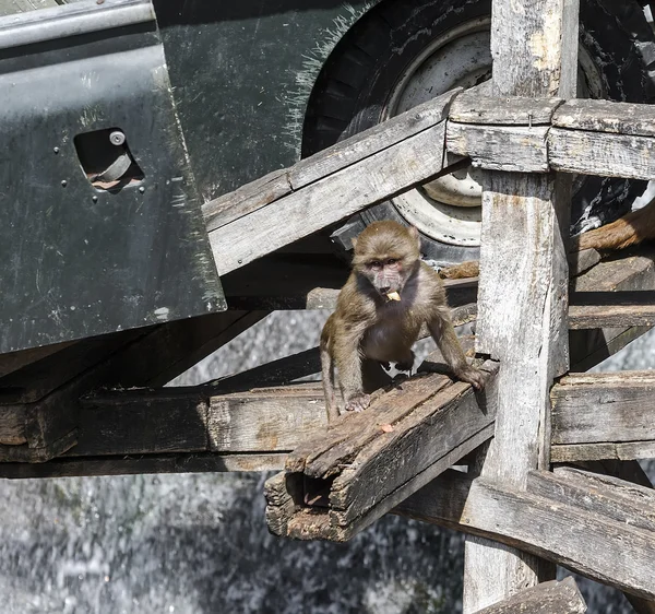 Pequeno macaco com um biscoito — Fotografia de Stock