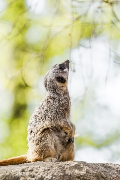 Meerkats cuidadosos — Fotografia de Stock